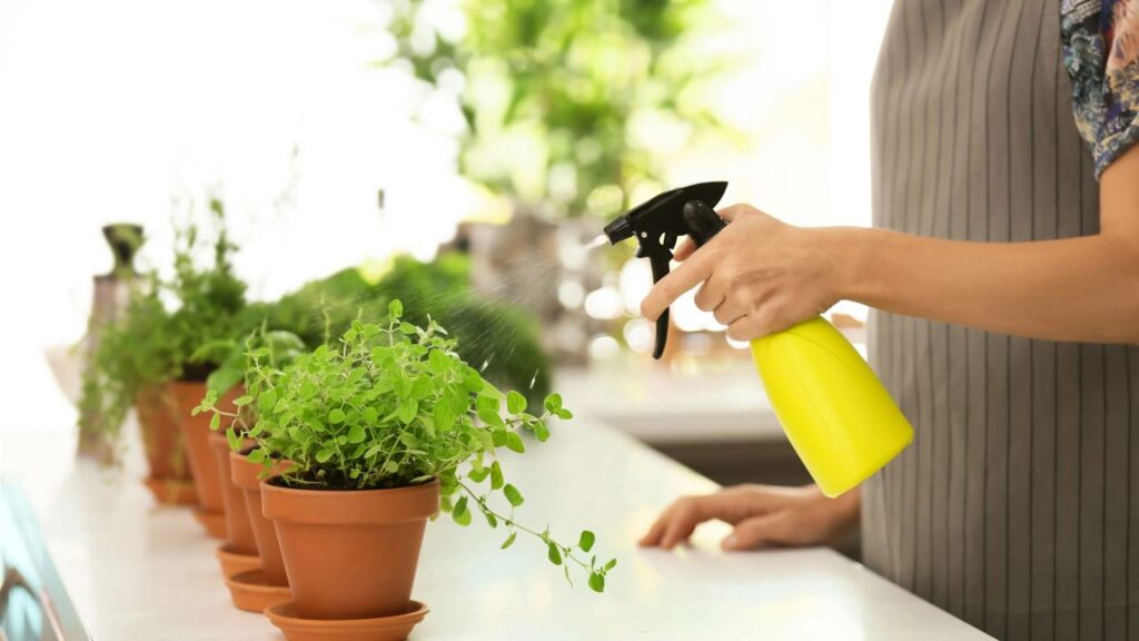 A solução de orégano pode ser utilizada para afastar outros insetos de casa - Créditos: depositphotos.com / serezniy