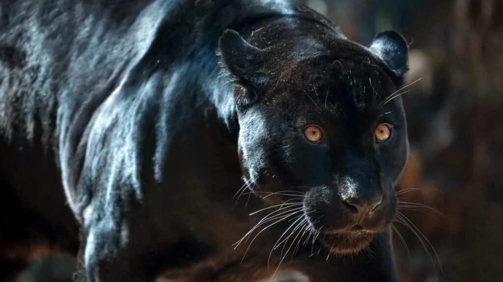 Câmera noturna revela os detalhes das manchas de pantera-negra sob a luz da lua