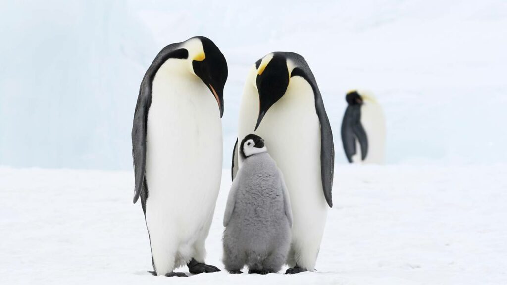 Por que os pinguins “traem” e trocam de parceiro