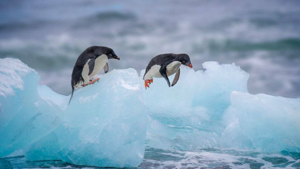 Por que os pinguins "traem" e trocam de parceiro