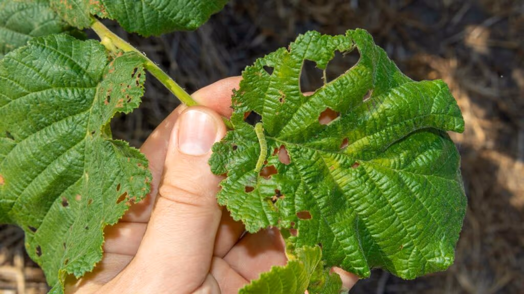 Mistura caseira acaba com todas as pragas das plantas na hora
