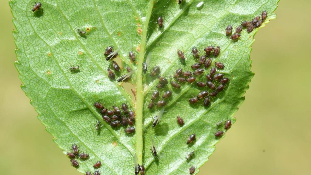 Mistura caseira acaba com todas as pragas das plantas na hora
