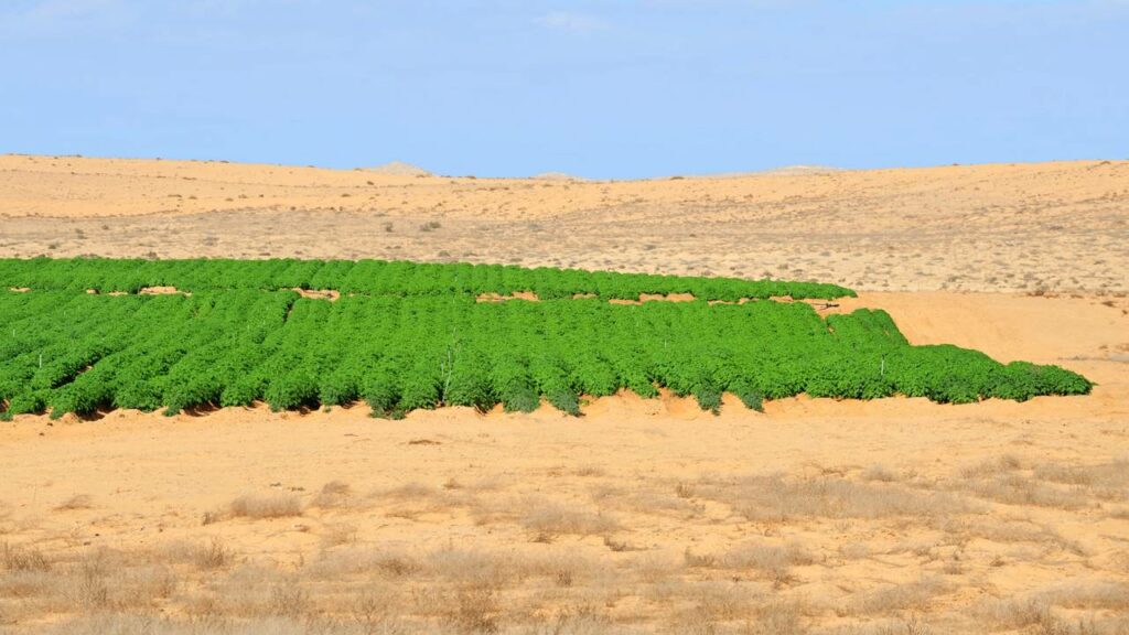 Como um fazendeiro de cadeira de rodas transformou um deserto em solo fértil