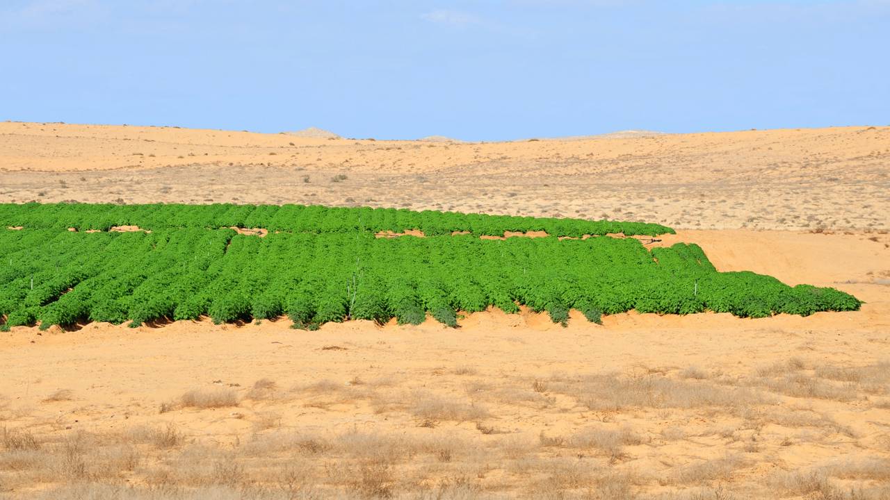 Como um fazendeiro de cadeira de rodas transformou um deserto em solo fértil