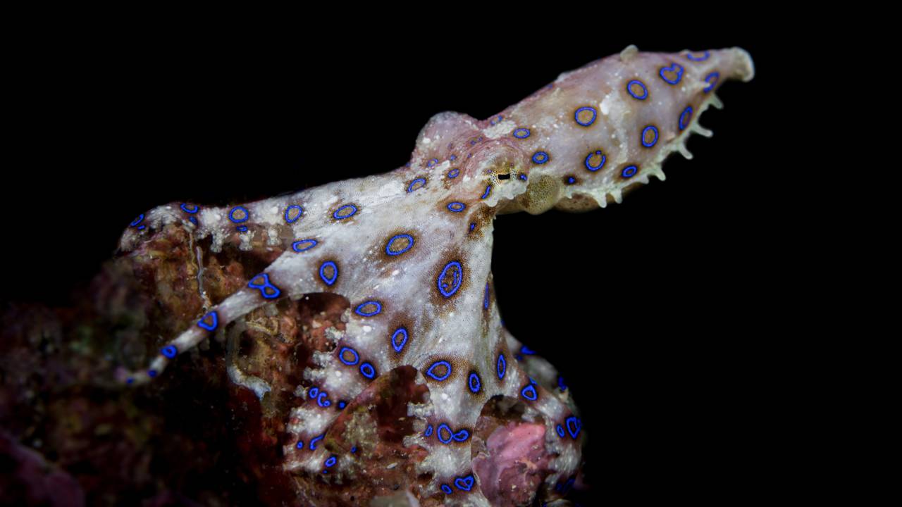 Ele brincou com a morte ao encontrar um dos animais mais venenosos do mundo