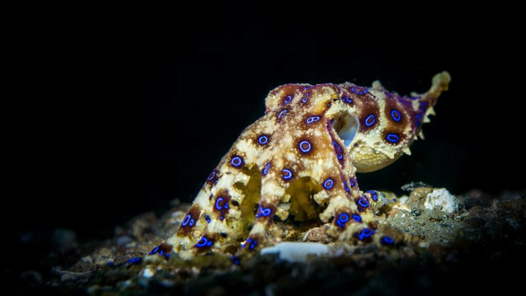 Ele brincou com a morte ao encontrar um dos animais mais venenosos do mundo