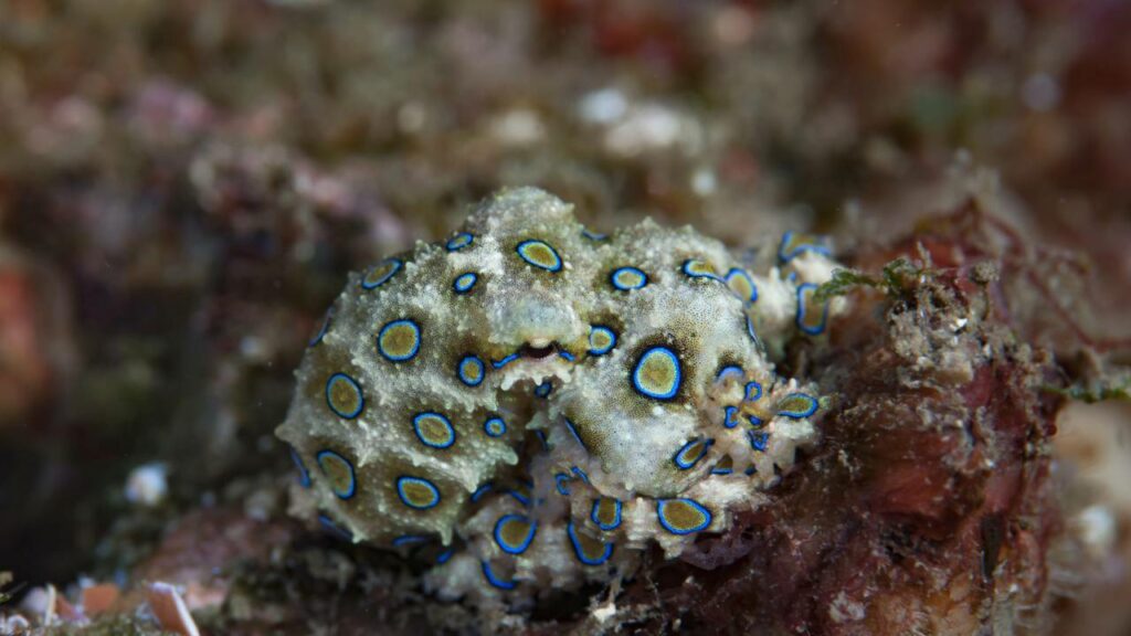 Ele brincou com a morte ao encontrar um dos animais mais venenosos do mundo