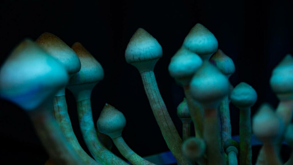 A psilocibina apresentou efeitos onde ela parece enfraquecer o ciclo automático de ruminação mental - Créditos: depositphotos.com / cendeced