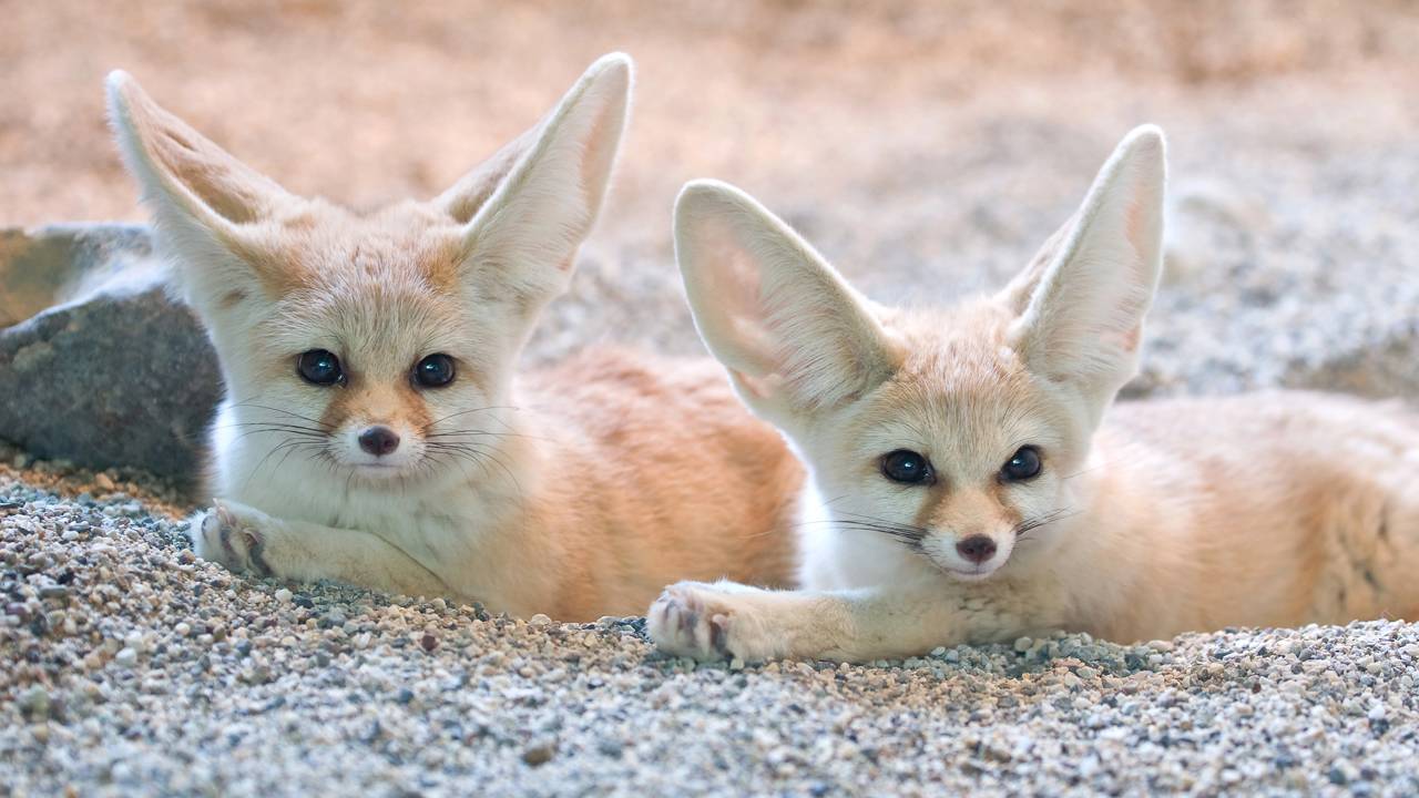 Zoológico em SP passa a abrigar fenecos, as menores raposas do mundo