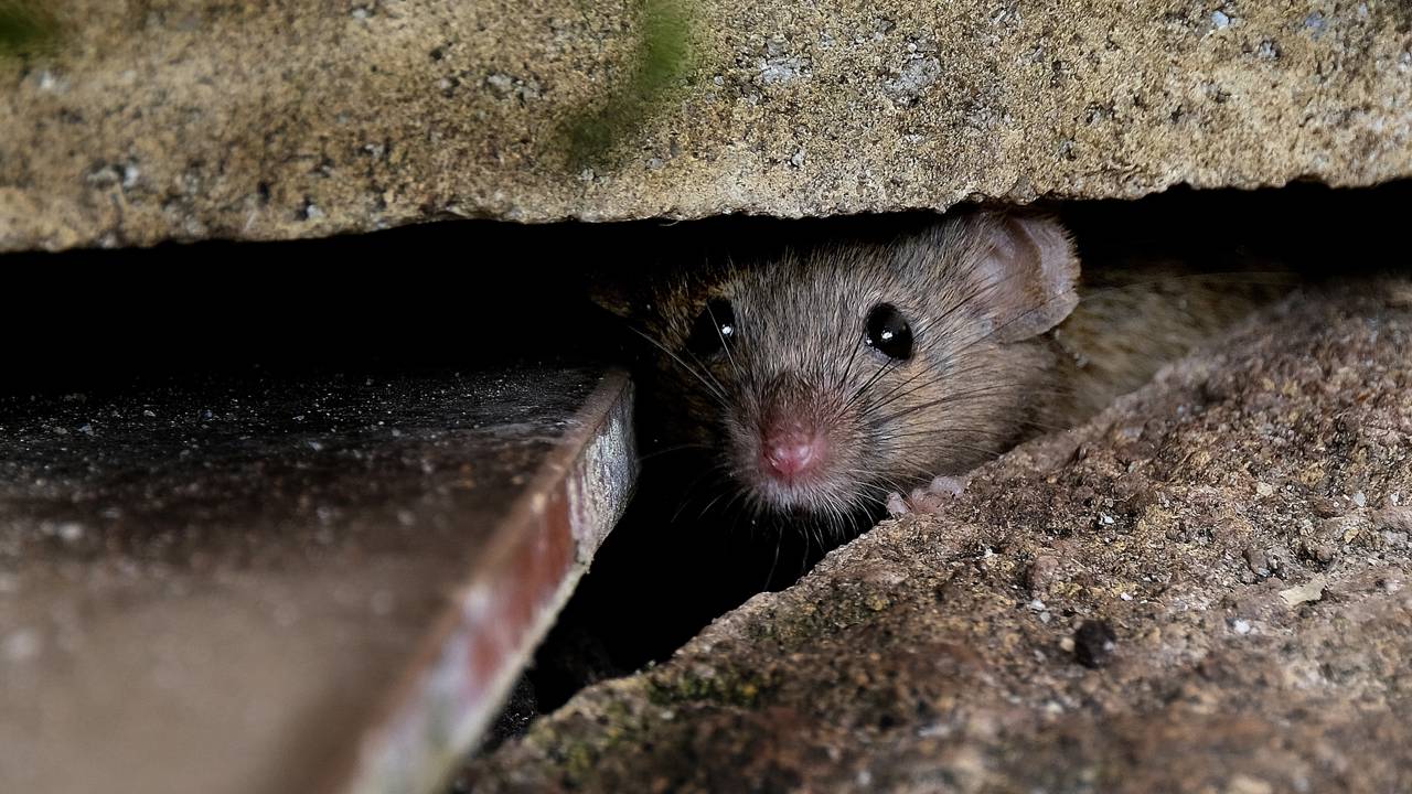 Por que alguns animais comem seus próprios filhotes?