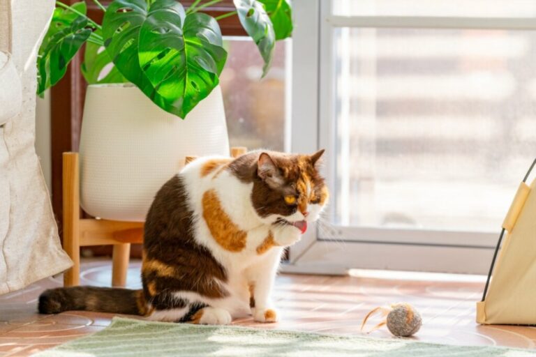 Bichanos parecidos: 10 semelhanças entre gatos domésticos e felinos selvagens 