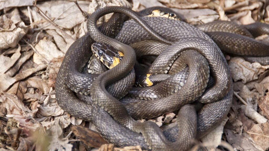 Cobra pequena tenta atacar a maior e vira refeição do dia