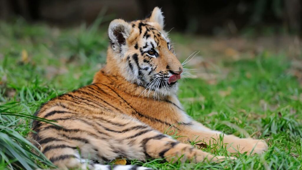 Filhotes de tigre siberiano viralizam ao dormir no colo do cuidador