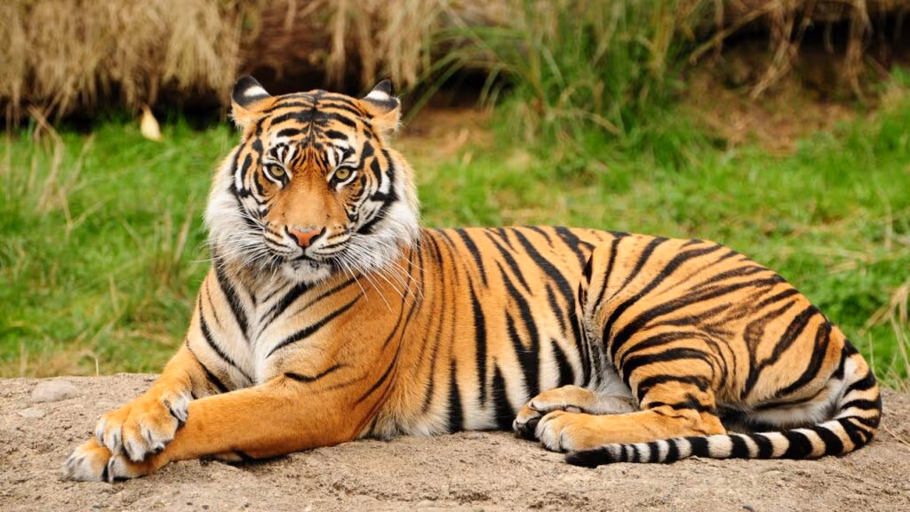 O gigante que chega a 380 kg, caça no silêncio e ainda deixa o leão para trás