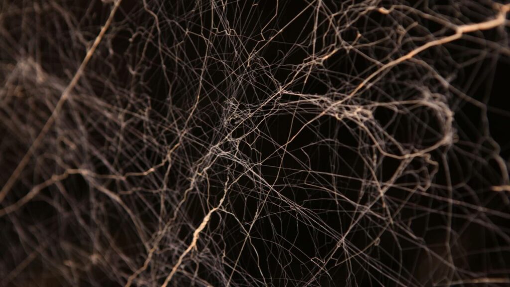 Ele testou quanto peso uma teia aguenta e o resultado impressiona