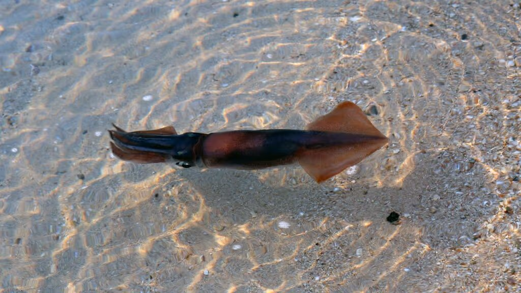 Espécie desconhecida de lula surpreende cientistas ao se enterrar de cabeça para baixo no fundo do mar