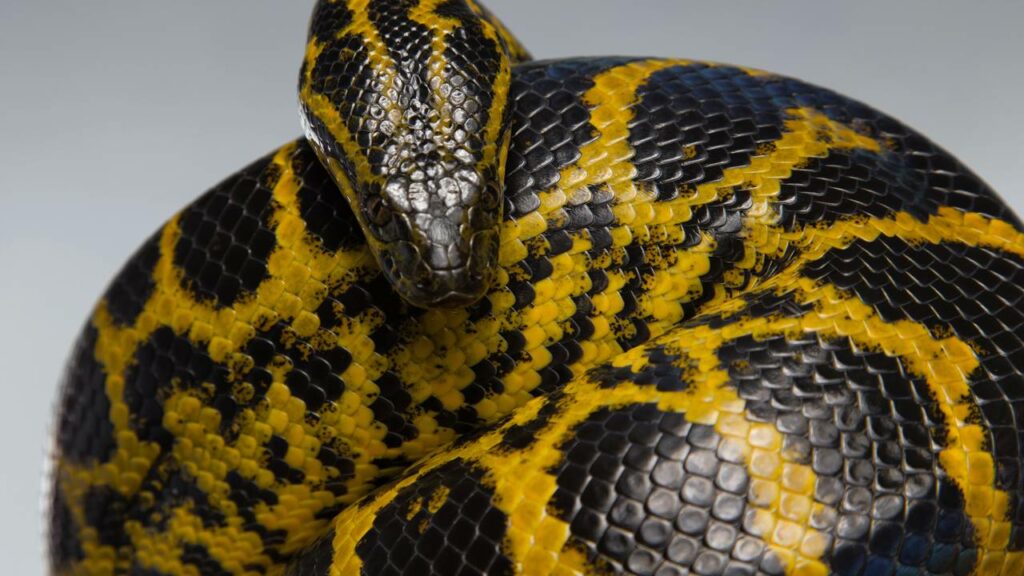 Biólogo pega cobra de 4 metros no Pantanal e morador fica sem reação
