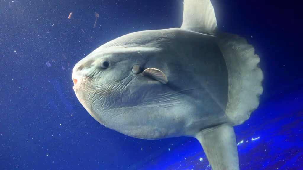 Peixe-lua gigante volta a se alimentar após “visitantes de papelão” serem colocados perto dele