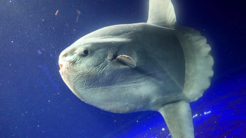 Peixe-lua gigante volta a se alimentar após “visitantes de papelão” serem colocados perto dele