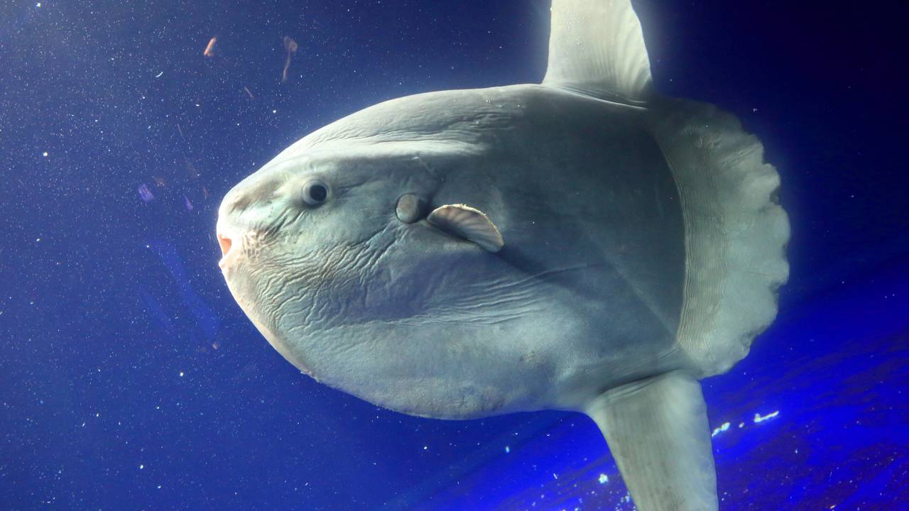 Peixe-lua gigante volta a se alimentar após “visitantes de papelão” serem colocados perto dele