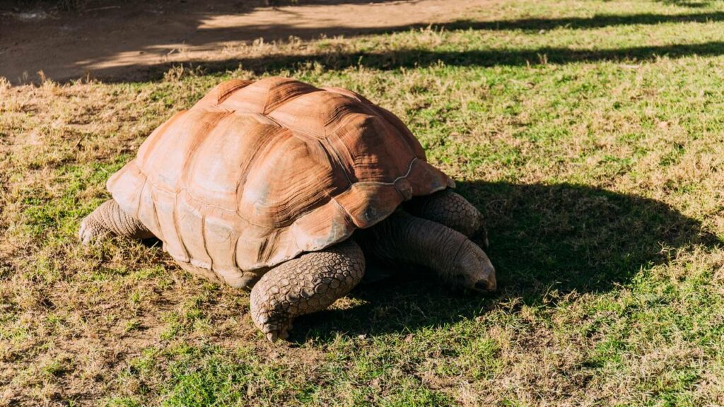 Tartaruga tenta dar uma de valentão e é virada de ponta cabeça por cachorro