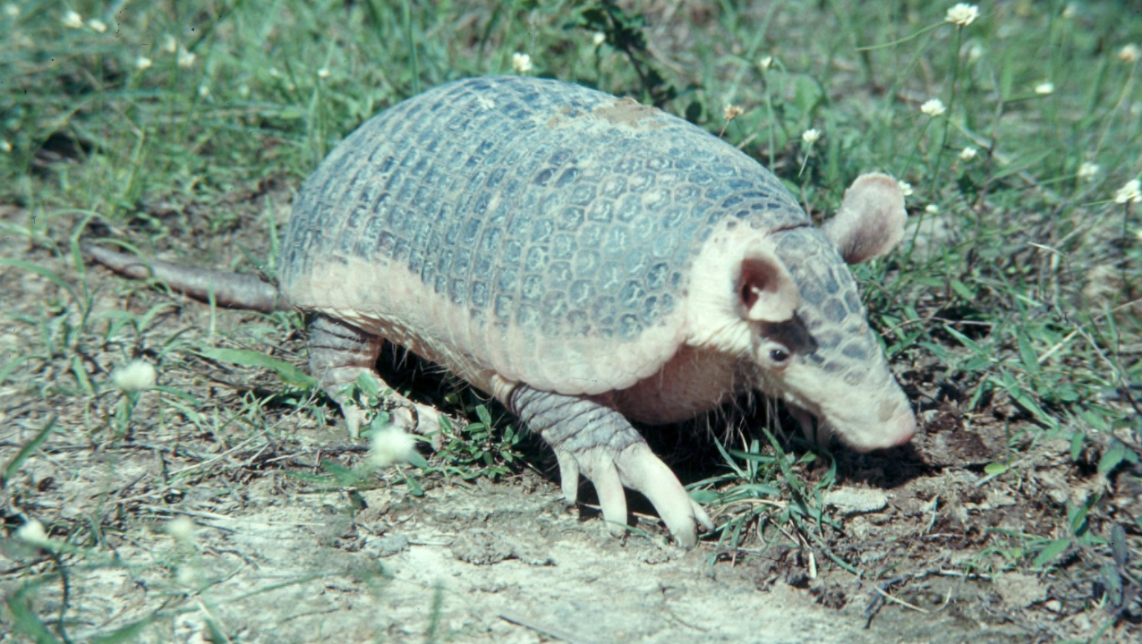 Maior tatu do mundo é flagrado tomando banho de lama tranquilamente em MG