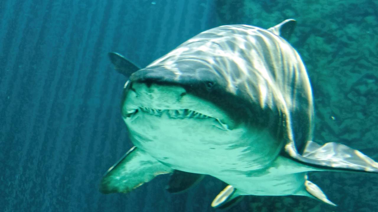 Como um tubarão-touro sobrevive a mordidas brutais e cicatriza em 27 dias?