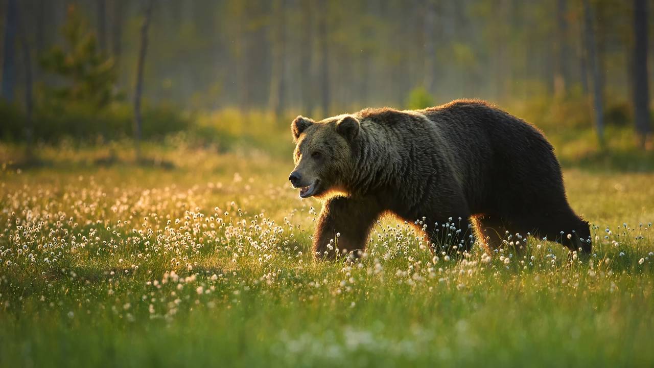 Urso corre em direção a grupo de pessoas e sua calma os salva