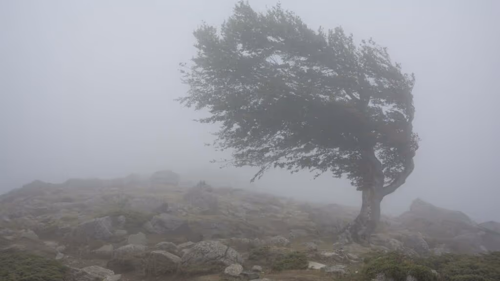 Tempestade em Lages arranca telhado de prédios e árvores