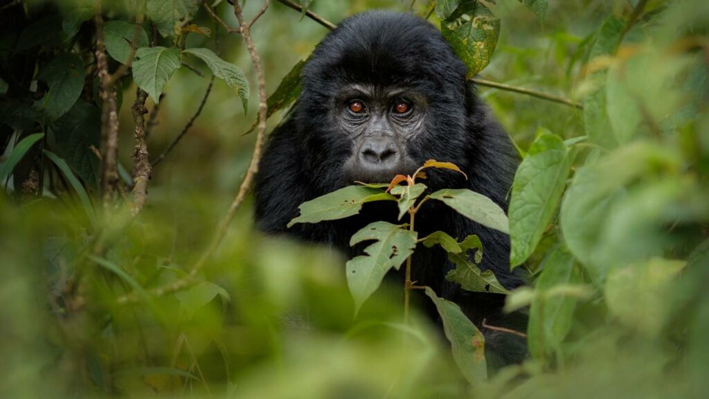 Exploradores encontram um dos animais mais raros do planeta