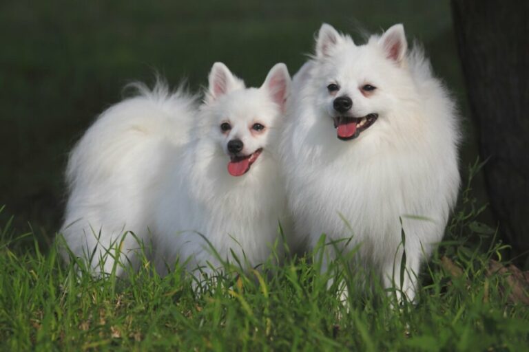 4 características do cachorro da raça volpino italiano 