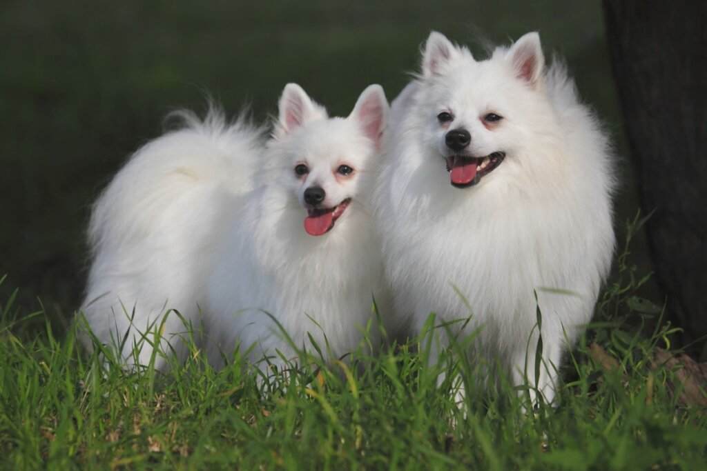4 características do cachorro da raça volpino italiano 
