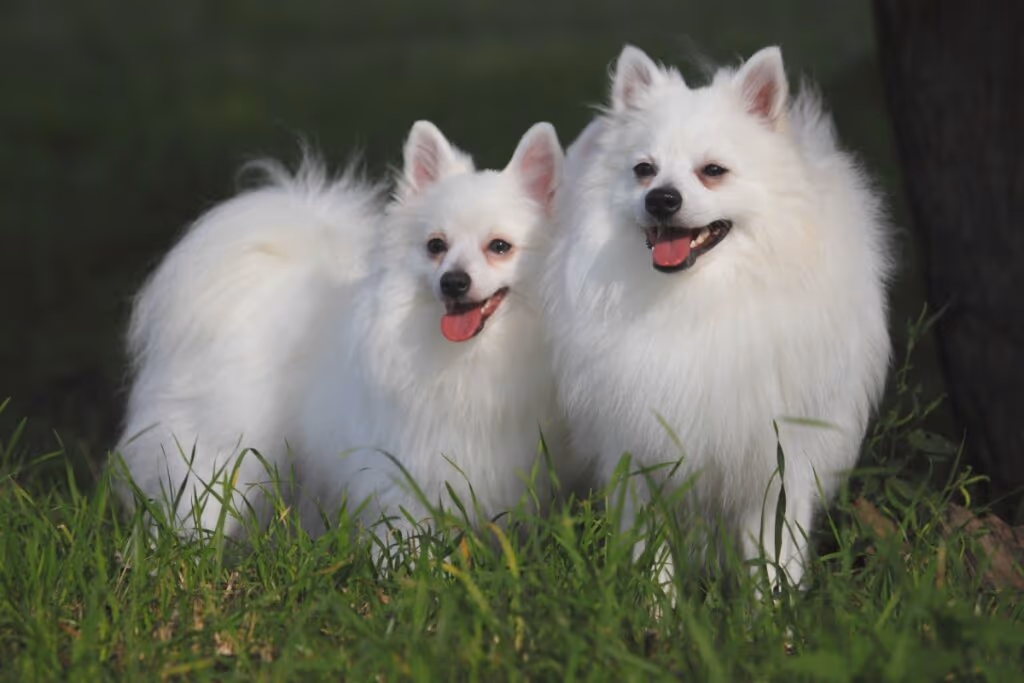 4 características do cachorro da raça volpino italiano 