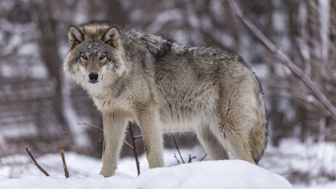 Um lobo adulto muda completamente ao reencontrar quem criou a matilha