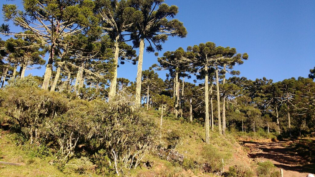 O clima da cidade conta, em sua maioria, com muito verde - Por Carlos.eduardon / Wikimedia Commons