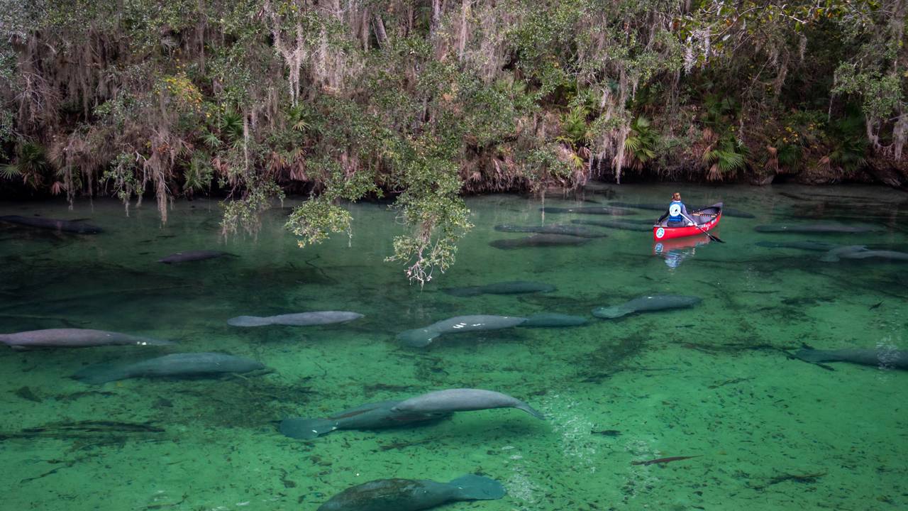26 peixes-boi reabilitados são soltos nas águas da Flórida; o maior número registrado