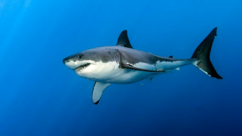 Advogada se pronuncia após sobreviver a ataque de tubarão em Fernando de Noronha