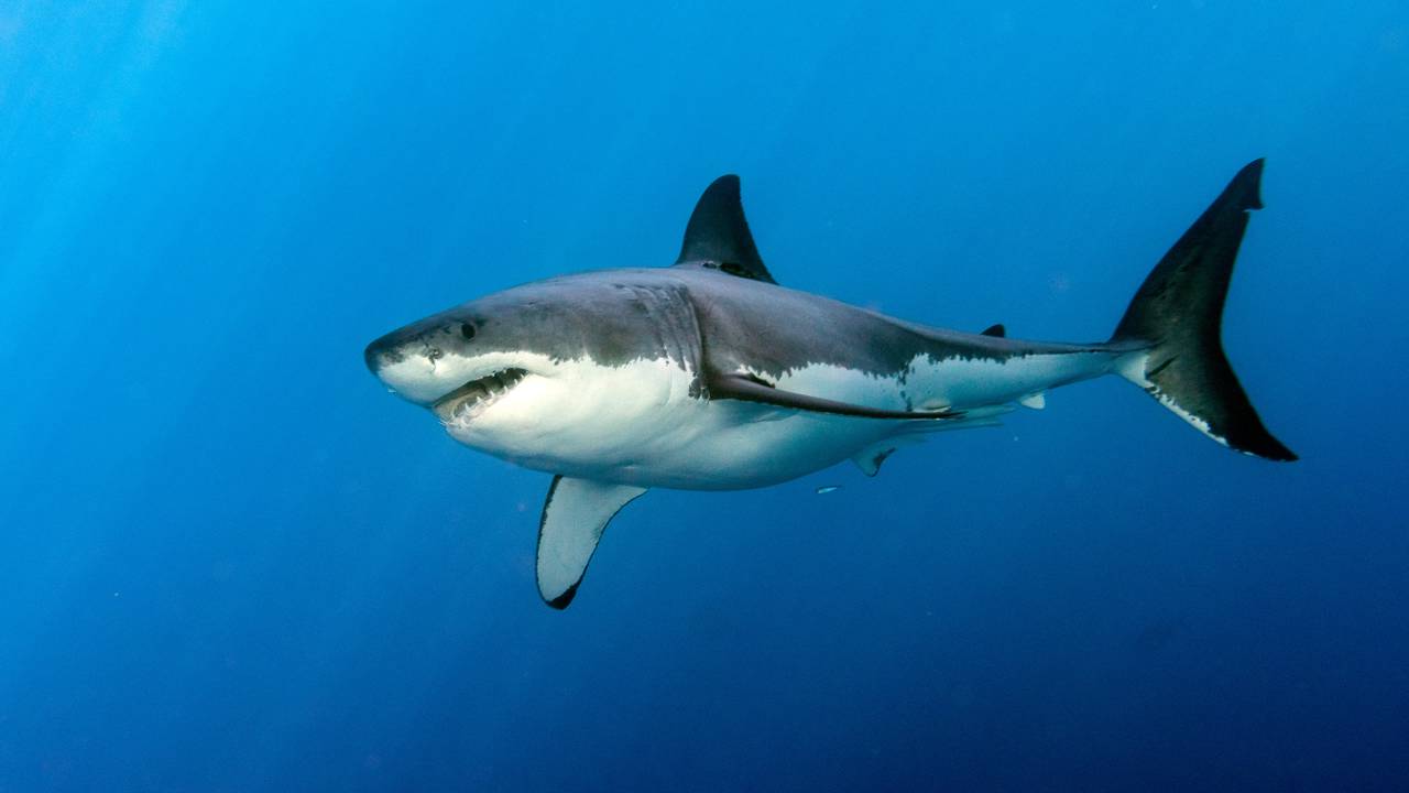 Advogada se pronuncia após sobreviver a ataque de tubarão em Fernando de Noronha