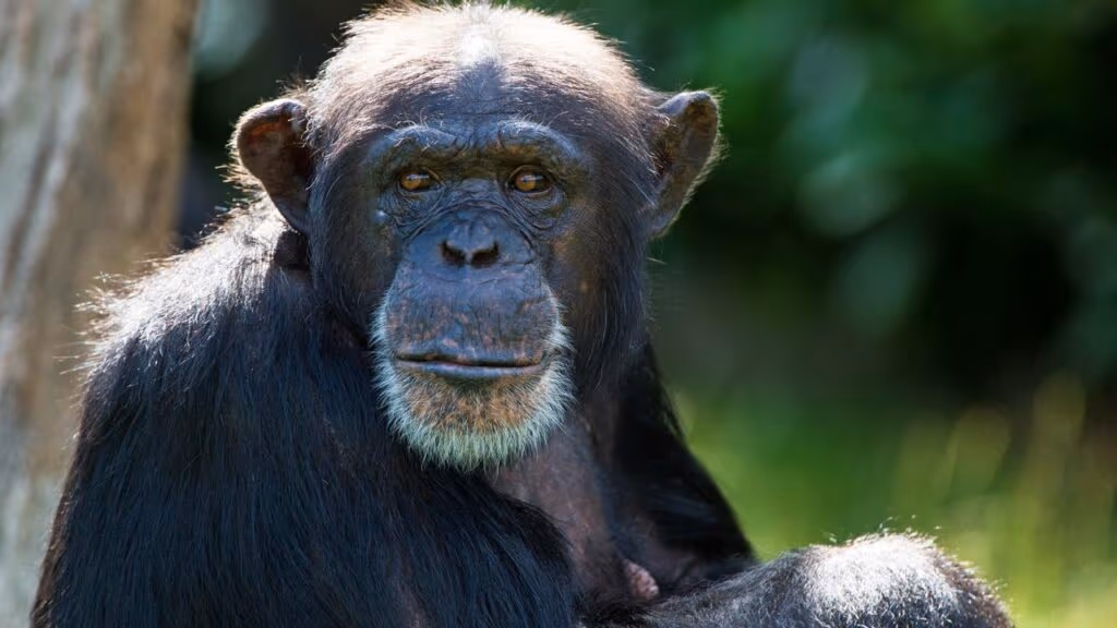 Chimpanzé Ai, que reconheceu mais de 100 caracteres chineses e o alfabeto inglês, morre aos 49 anos