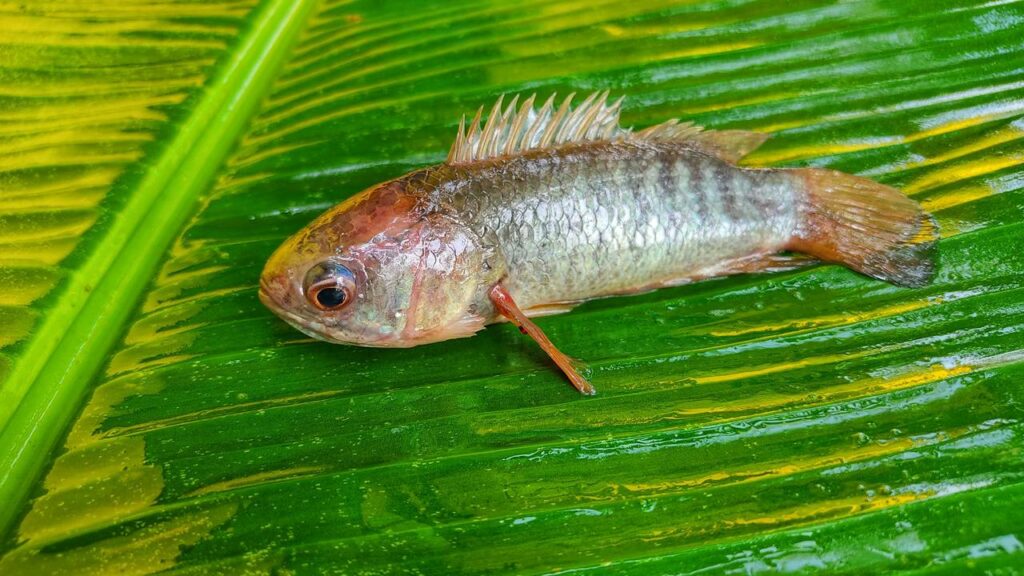 Peixe que respira fora d’água é flagrado “andando” na estrada