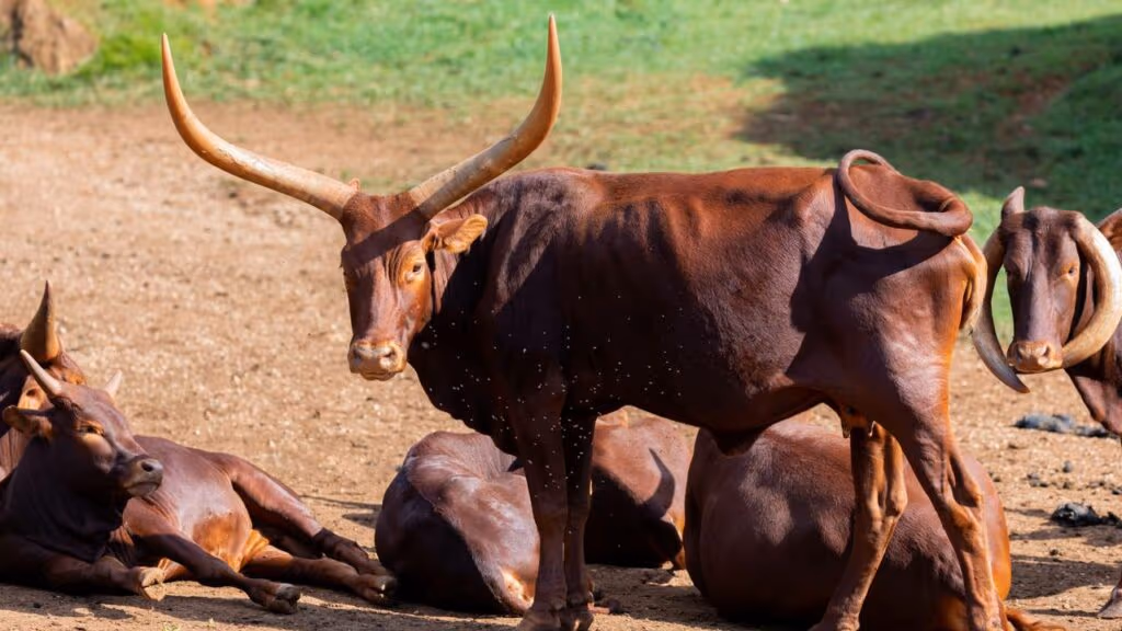 Cruzamento histórico permite o nascimento do primeiro bezerro mestiço