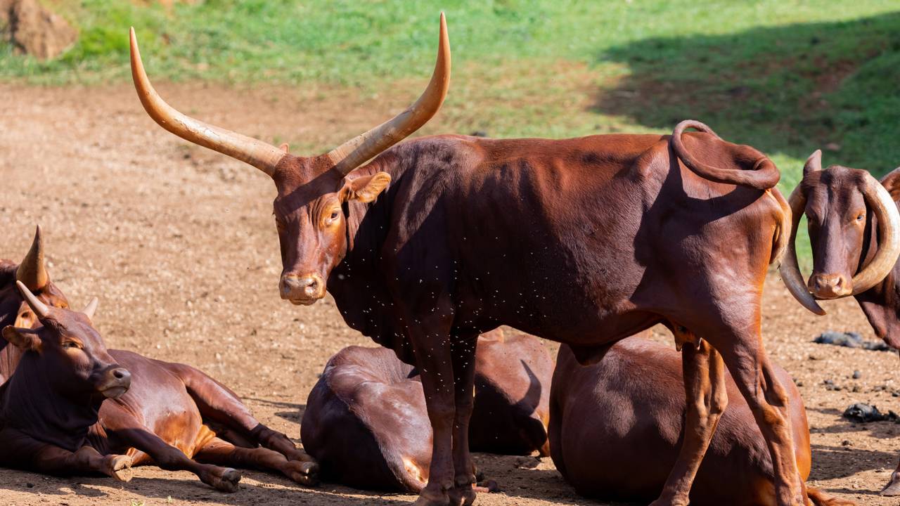 Cruzamento histórico permite o nascimento do primeiro bezerro mestiço
