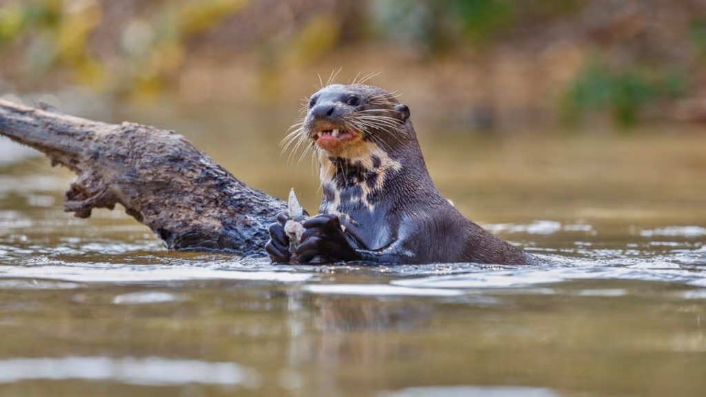 Ariranha caça jacaré? Sim, e está filmado em registro raríssimo