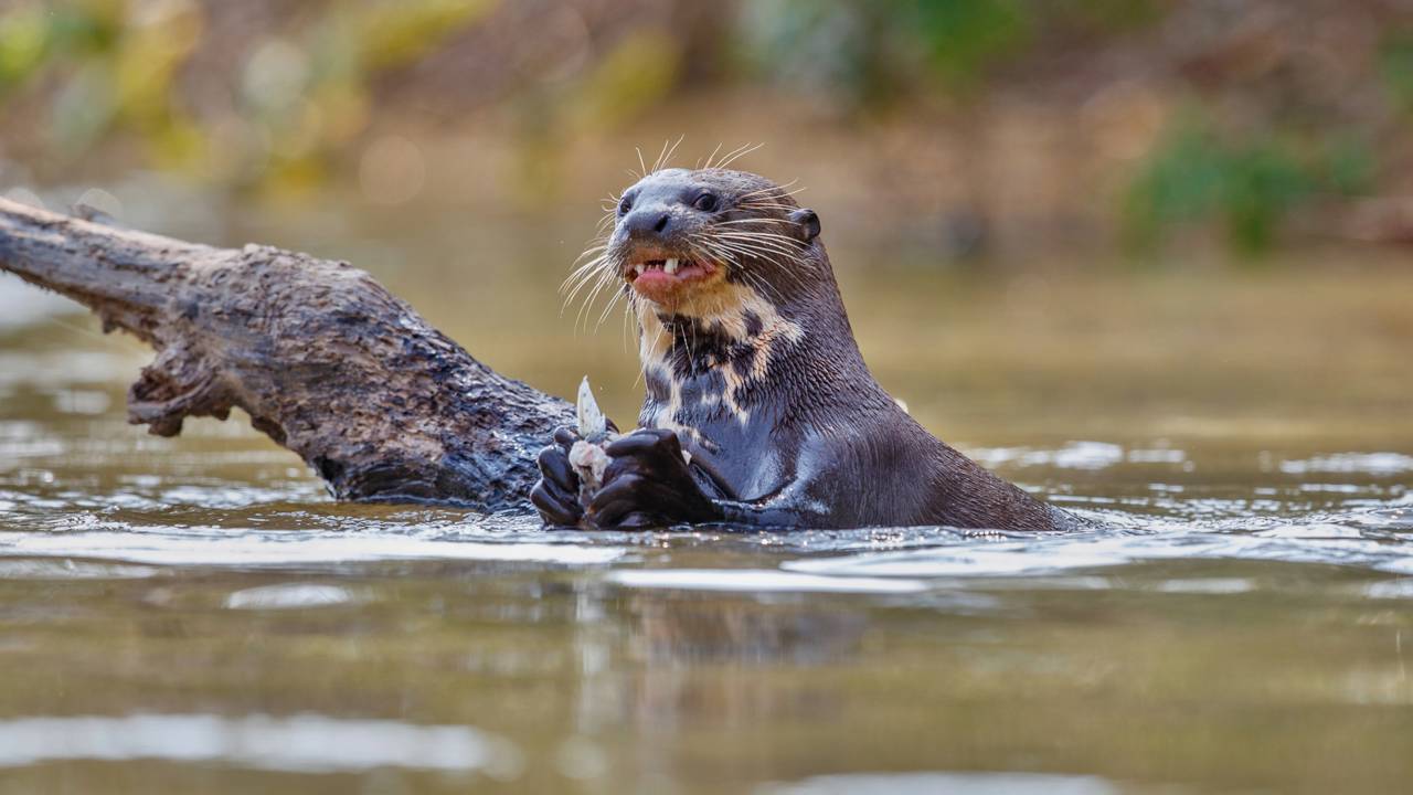 Ariranha caça jacaré? Sim, e está filmado em registro raríssimo