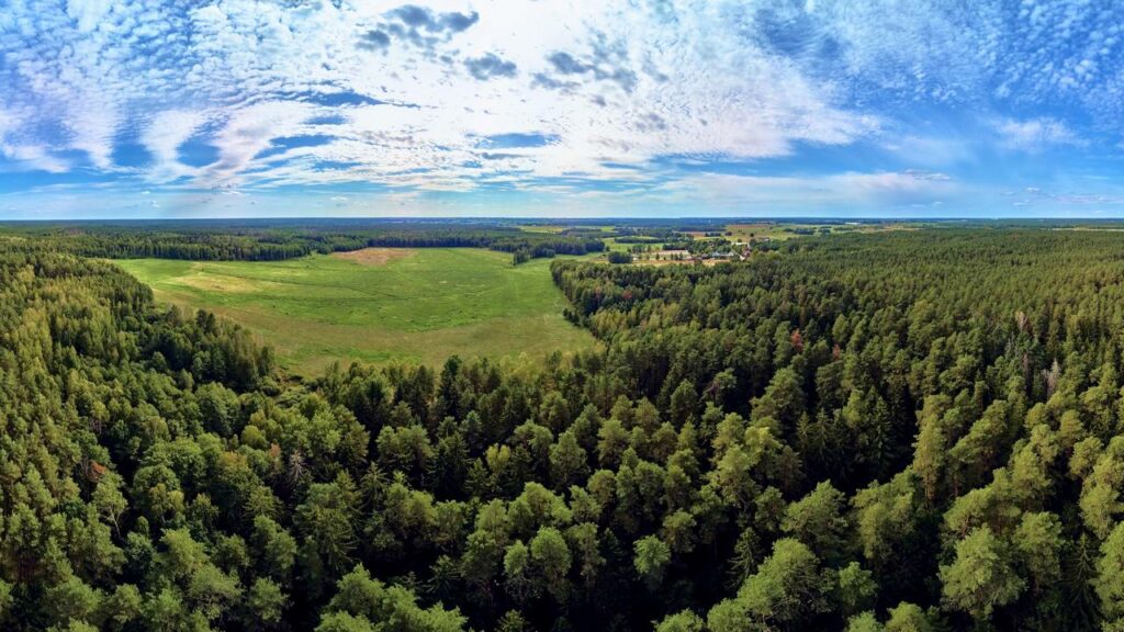 Construíram um muro no meio da floresta mais antiga da Europa