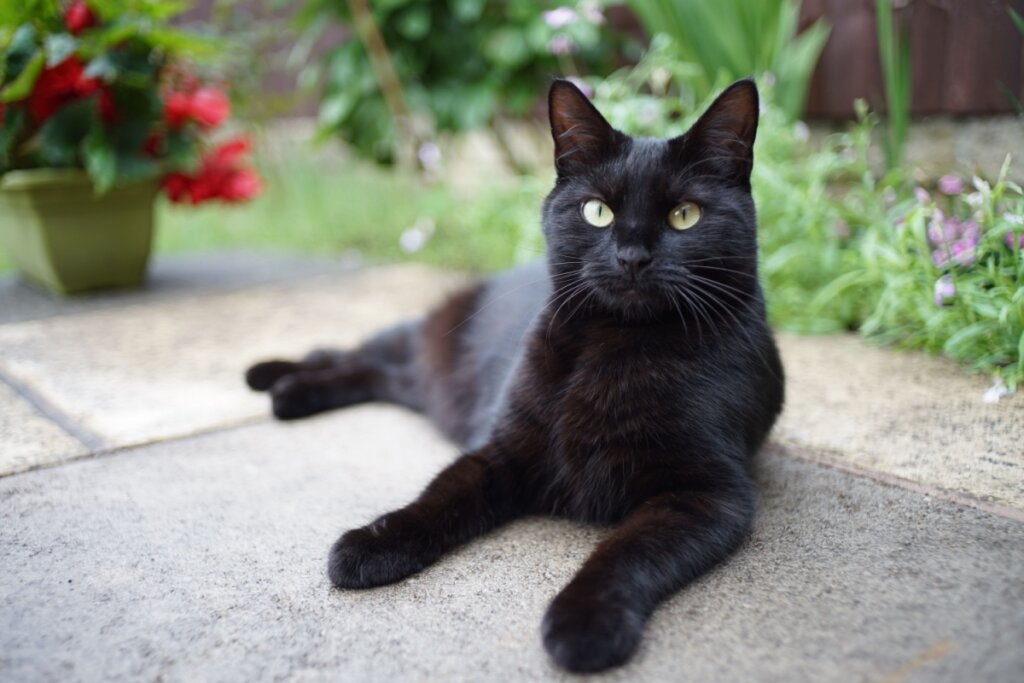 Gato preto: 7 raças que se destacam pela pelagem escura 