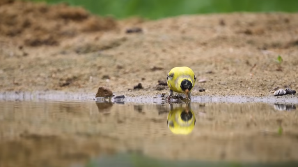 O lago de 1,2 metro cavado no quintal que virou um ecossistema cheio de vida