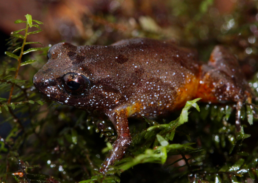 Cientistas descobrem nova espécie de sapo na Amazônia