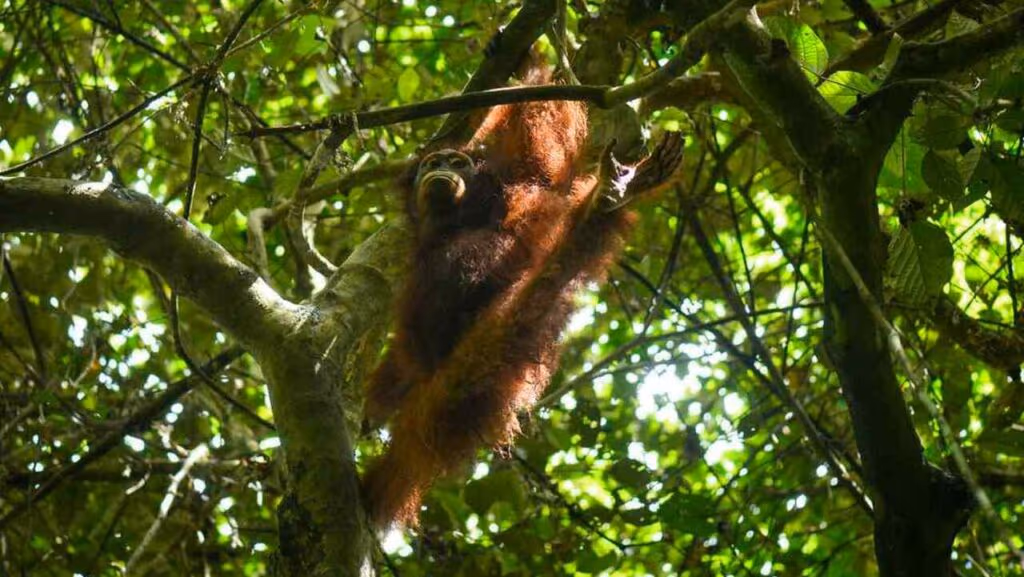 Charlotte, a orangotango órfão, retorna à floresta após reabilitação