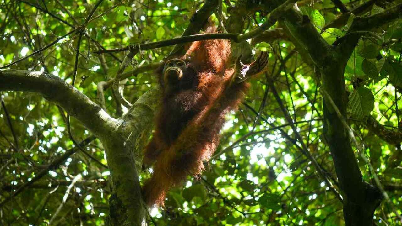 Charlotte, a orangotango órfão, retorna à floresta após reabilitação